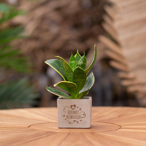 Congreetz® plantpots + Sansevieria | Bedankt vrijwilliger