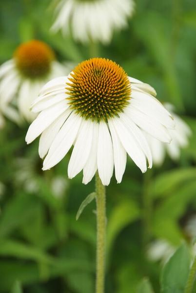 Echinacea p. 'White Swan' - ↕10-25cm - Ø9cm - 60x