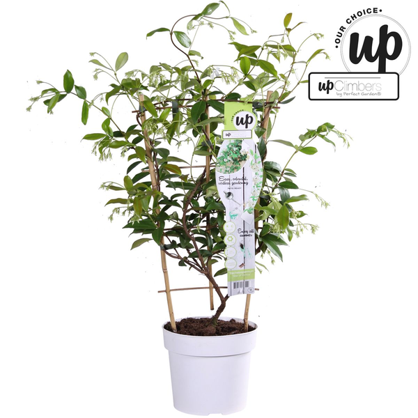 Trachelospermum 'Étoile de Venise' - Jasmin Toscan Blanc - Ø15cm - ↕65cm