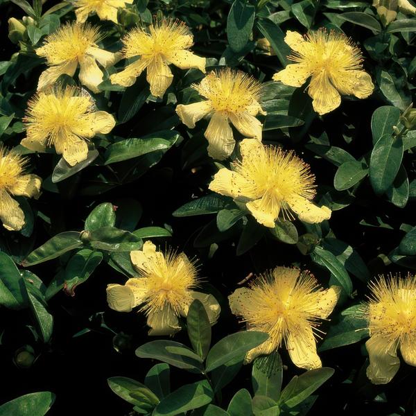 Hypericum calycinum - ↕10-25cm - Ø9cm - 6x