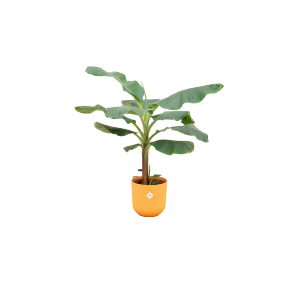 Offre combinée - Bananier (Musa) incluant elho Jazz Round jaune Ø23 - 120 cm