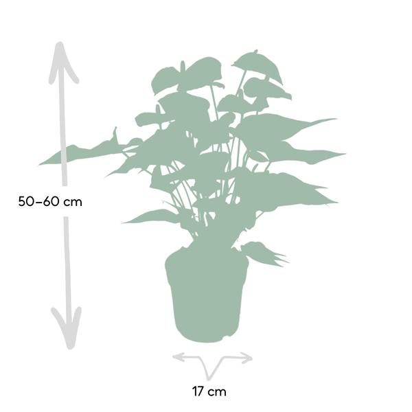 Anthurium Rouge - Ø17cm - ↕55cm