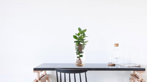 Clusia En Verre Cylindre XXL - Ø17cm - ↕60cm