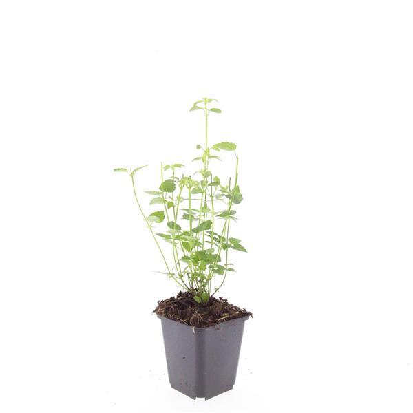 Agastache 'Black Adder' - ↕10-25cm - Ø9cm - 60x