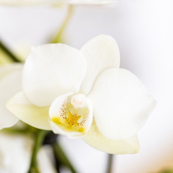 Compagnie des Colibris | Ensemble de plantes Coucher de soleil méditerranéen | Orchidée Phalaenopsis blanche Lausanne et plantes succulentes avec pots décoratifs en céramique
