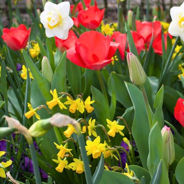 Flowerbulbs Amsterdam - Medium Lasting Wild Mix - Sachet de valeur durable, 50 bulbes de fleurs pour 1 m2 de splendeur florale -