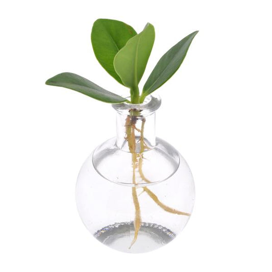 Clusia En Verre Samoa - Ø5cm - ↕10cm