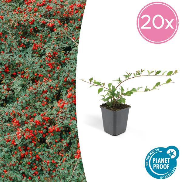 Cotoneaster dam. 'Major' - ↕25cm - Ø9cm - 20x