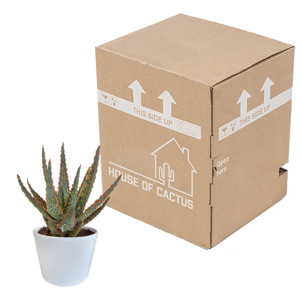 Aloe zebrina Dannyz 10,5cm - en pot blanc