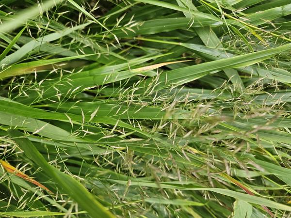 Hakonechloa macra - ↕10-25cm - Ø9cm - 60x