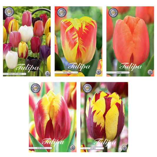Tulipa - Mélange de bulbes à fleurs (10) - 5 variétés - 47 bulbes