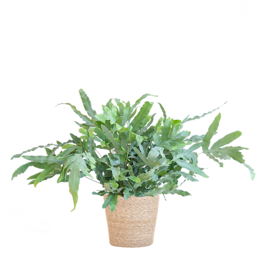 Phlebodium Aureum 'Blue Star' met Mand Sofia naturel - 40cm - Ø17