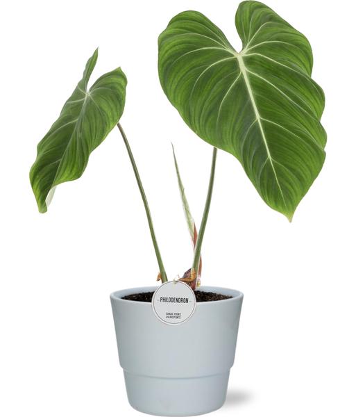 Philodendron Gloriosum - Ø15cm - ↕45cm + Pot Basic D16x13,5cm - Wit