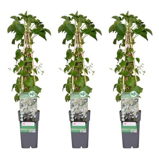 3x - Hortensia pétiolaris - ↨65cm - Ø15
