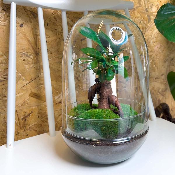 Terrarium DIY - Oeuf XL Bonsaï - ↕ 30 cm