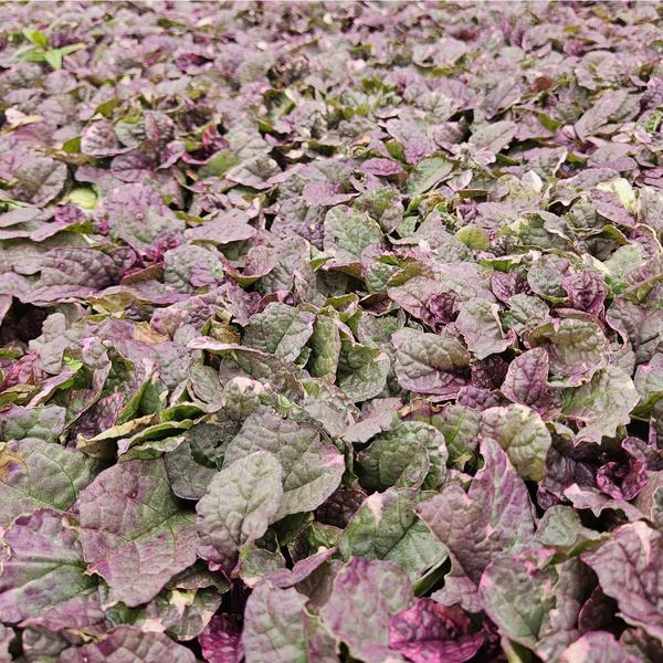 Ajuga reptans 'Burgundy Glow' - ↕10-25cm - Ø9cm - 60x