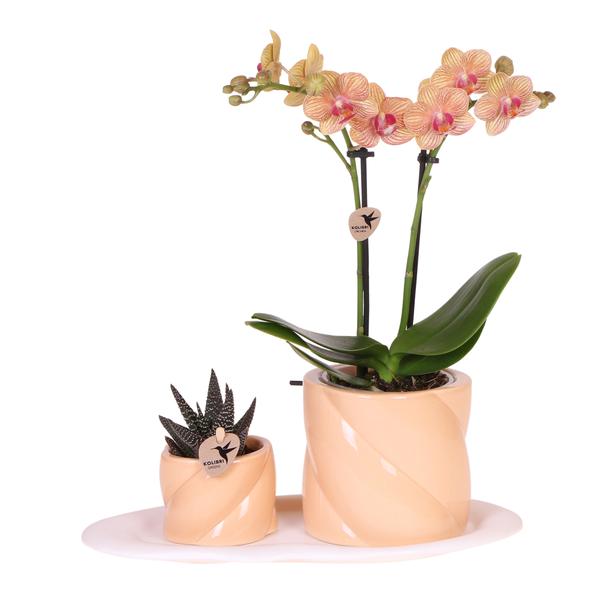 Orchidées colibris | Coffret Optimisme petite pêche | Plante verte avec orchidée Phalaenopsis orange dans des pots décoratifs de bonbons sur un plateau biologique blanc