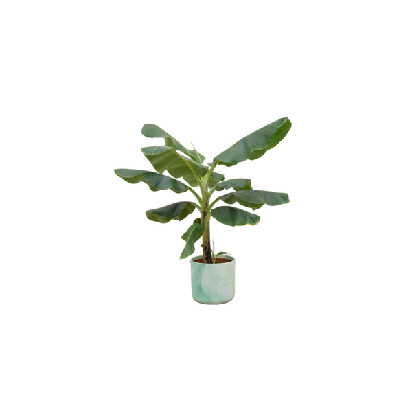 Offre combinée - Bananier (Musa) dont Ocean Round vert pacifique Ø22 - 100 cm