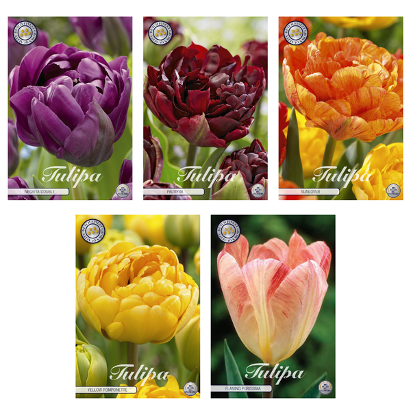 Tulipa - Mélange de bulbes à fleurs (3) - 5 variétés - 38 bulbes