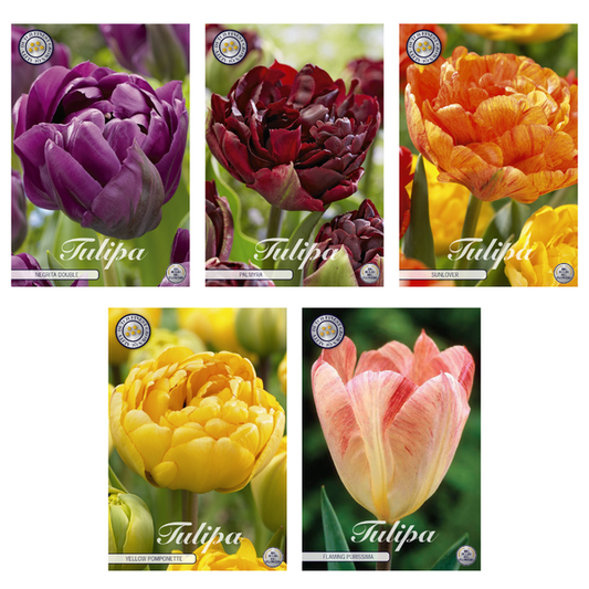 Tulipa - Mélange de bulbes à fleurs (3) - 5 variétés - 38 bulbes
