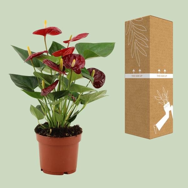 Anthurium Calon Dans Pochette Transparente - Ø12cm - ↕36cm