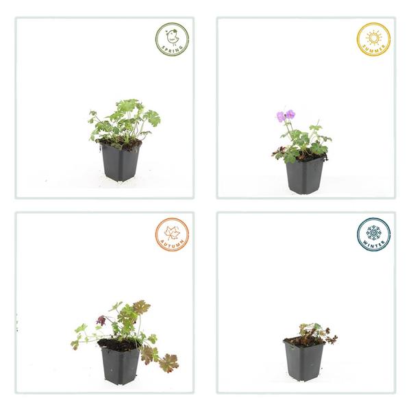 Geranium cant. 'Cambridge' - ↕10-25cm - Ø9cm - 60x