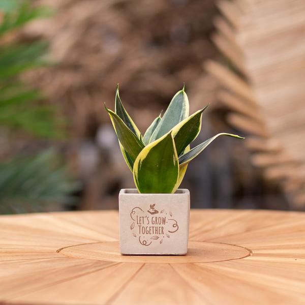 Congreetz® plantpots + Sansevieria | Let's grow together