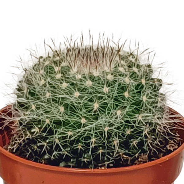 Cactus mix 5.5 cm - 10x - zonder pot