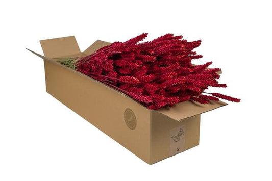 Fleurs séchées - Blé (Triticum) - Rouge - 4 bottes - ↕60cm