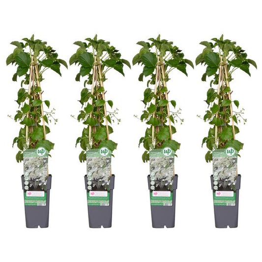 4x - Hortensia pétiolaris - ↨65cm - Ø15