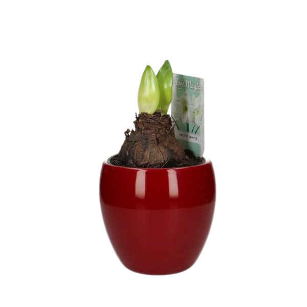 Hippeastrum Arctic White 2 Knop - Ø12cm - ↕25cm + Bowl Pot D13/14.5x13cm - Rood