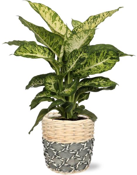 Dieffenbachia Mars - Ø17cm - ↕50cm + Lexi Pot D19x19cm - Grijs