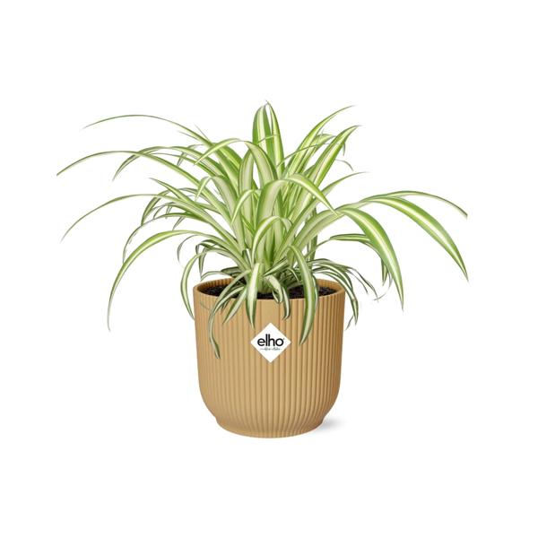 Chlorophytum Comosum Variegatum en ELHO Vibes Fold 14cm jaune