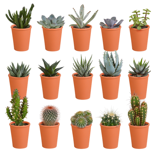 Cactus en vetplanten mix 5.5 cm | 15 stuks - in terracotta pot