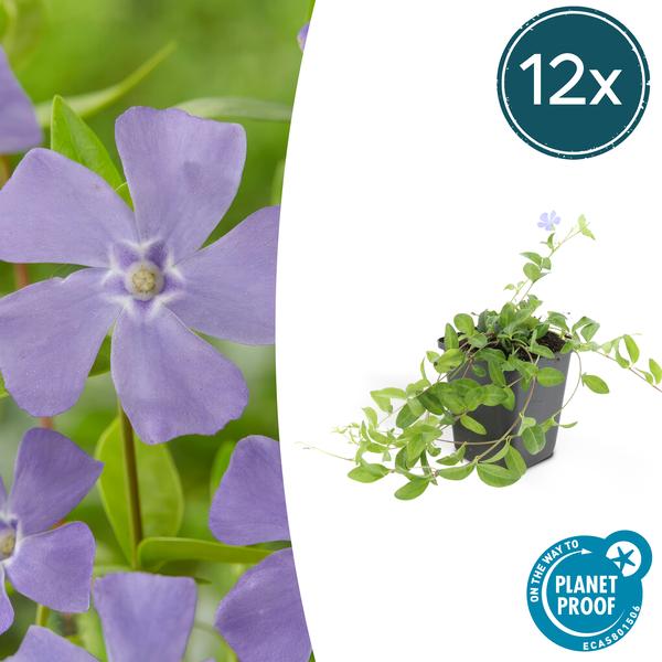 Vinca mineure 'La Grave' - ↕10-25cm - Ø9cm - 12x