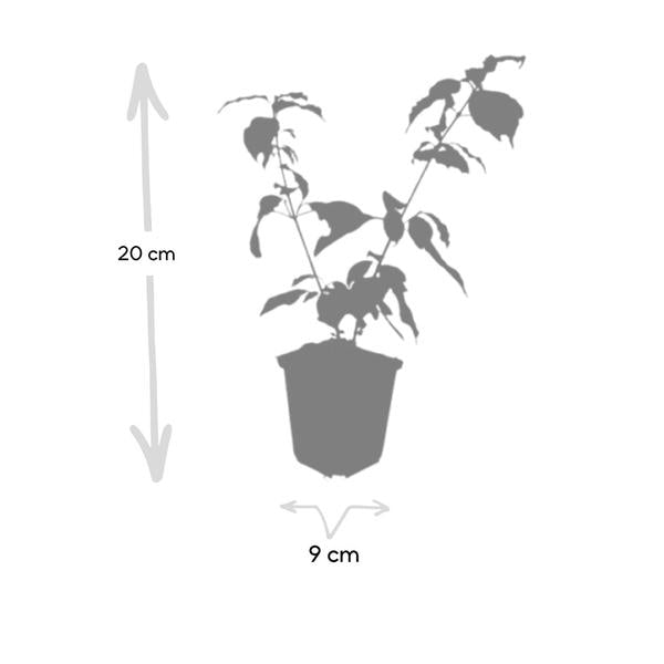 Cornus sang. 'Anny's Winter Orange' - ↕10-25cm - Ø9cm - 60x