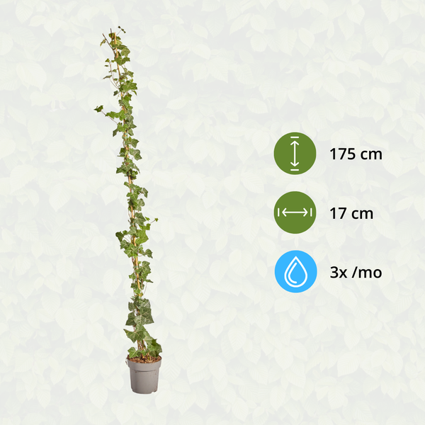 Hedera Hibernica - Lierre - Collé - ↨150 - 175 cm