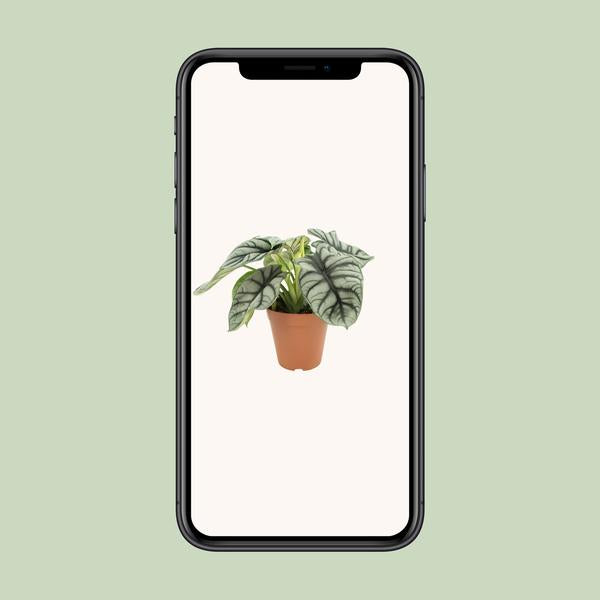 Dragon d'Argent Alocasia - Ø12 ↕25-45