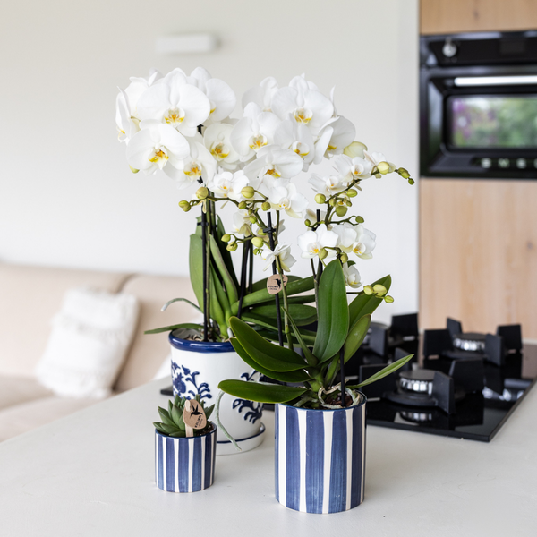 Kolibri Home | Painted stripe - Blue - Ø6cm