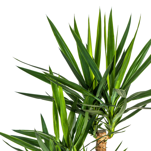 Yucca Éléphantipes Ø24cm - ↕90-100cm