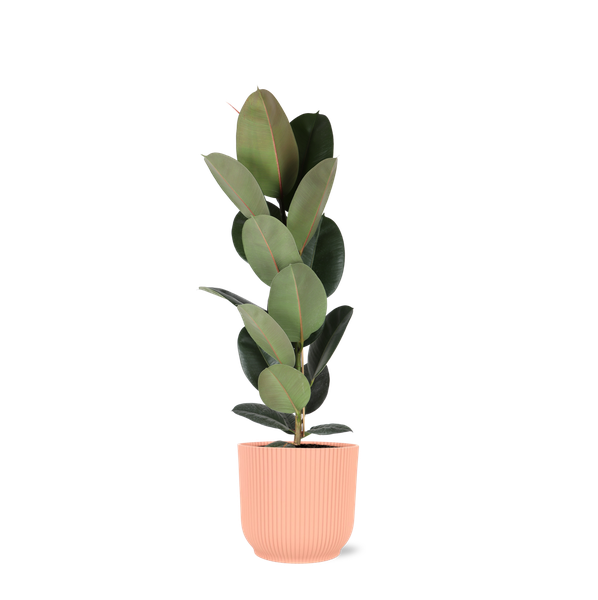 Ficus Elastica Robusta - Ø21cm - ↕90cm in Vibes ROZE pot