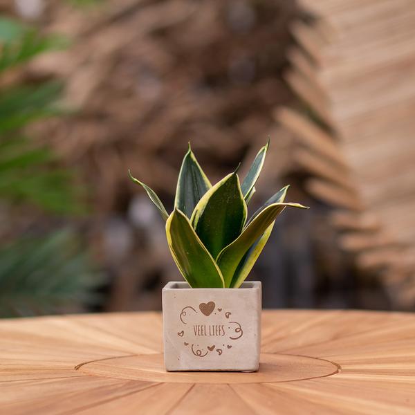 Congreetz® plantpots + Sansevieria | Veel liefs