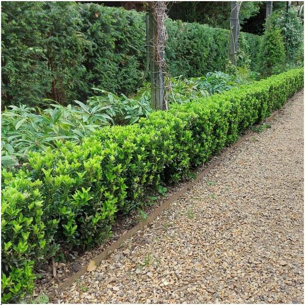 Plants by Frank - Haie verte Cardinal's Hat de 1 mètre - Euonymus japonicus 'Green Spire' - Ensemble de 6 plantes de haie rustiques - Haie à feuilles persistantes - Livrées fraîches de la pépinière
