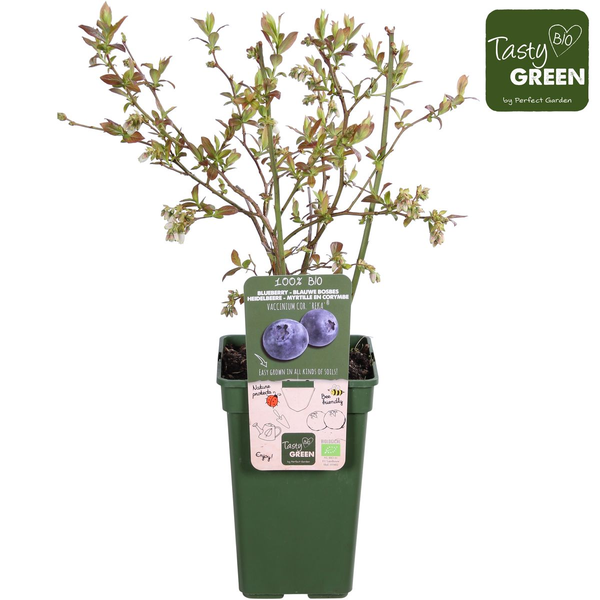Vaccinium corymbosum 'Reka' - Blauwe bes - Ø13cm - ↕45cm