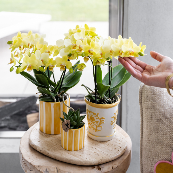 Kolibri Home | Painted stripe - Yellow - Ø9cm
