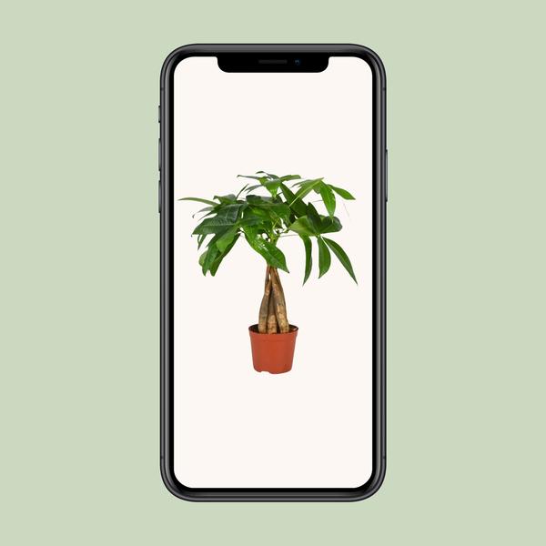 Pachira Aquatica - Ø12cm - ↕35cm