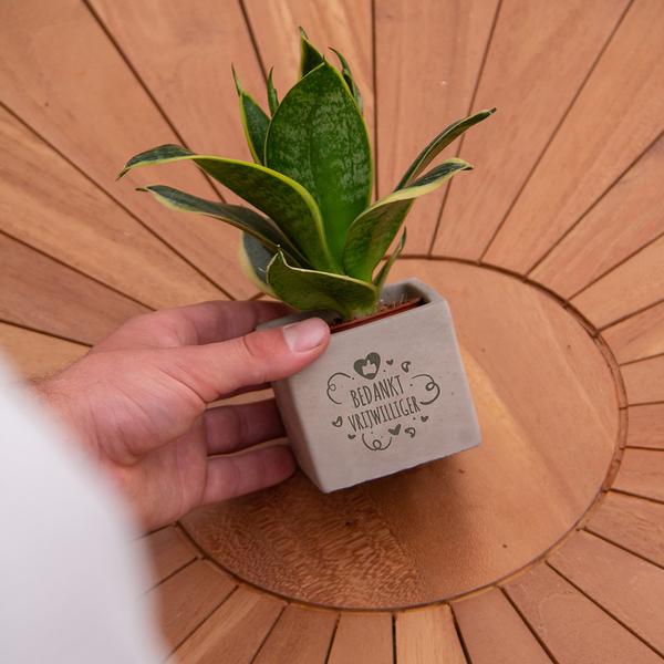 Congreetz® plantpots + Sansevieria | Bedankt vrijwilliger