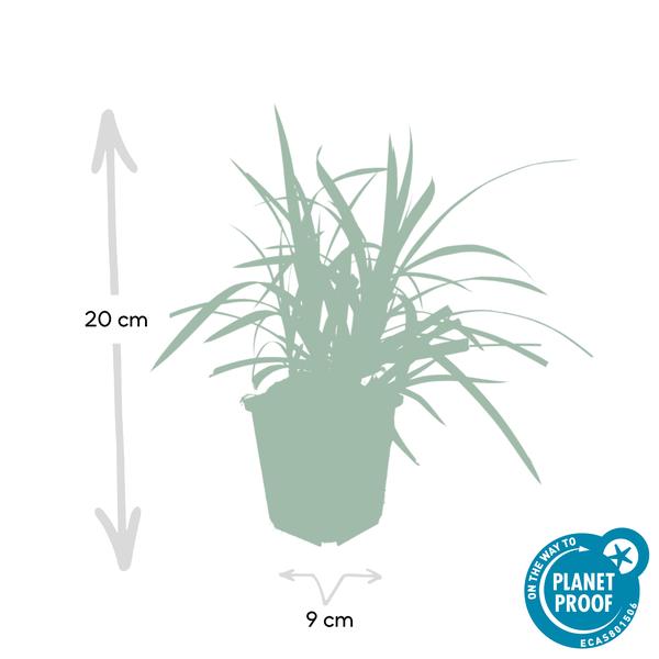 Carex morrowii 'Irish Green' - ↕10-25cm - Ø9cm - 60x