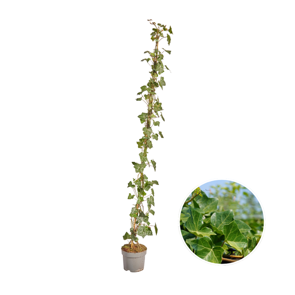 Hedera Hibernica - Lierre - Collé - ↨125 - 150 cm