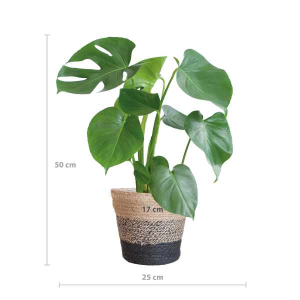 Monstera Deliciosa avec panier Lisbon noir - 50cm - Ø17